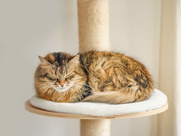Fluffy cat lies and sleeps on cat tree, front view