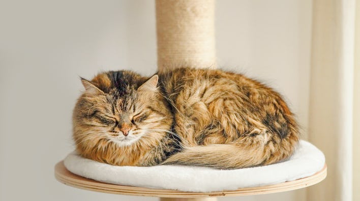 Fluffy cat lies and sleeps on cat tree, front view