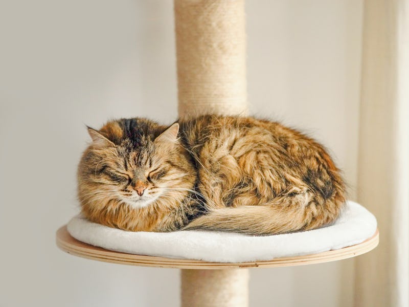 Fluffy cat lies and sleeps on cat tree, front view