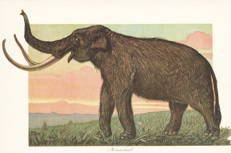 Reconstruction of a woolly mammoth, Mammuthus primigenius, an extinct species of mammoth that lived ...