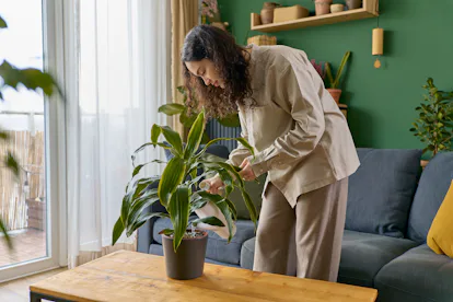 8 Nisan 2024 yeni ay ve güneş tutulması sırasında bitkilerinizi sulayın.