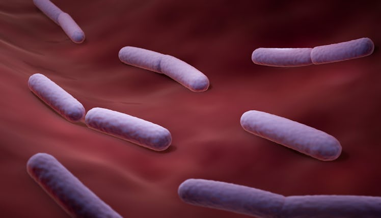 Probiotic Lactobacillus bacteria, computer illustration
