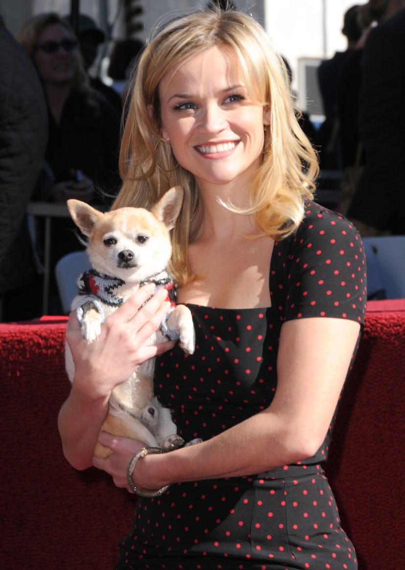 Reese Witherspoon with "Legally Blonde" dog Bruiser