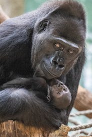 Duni, a western lowland gorilla, holds her 16 days new born as they rest at the Zoo in Prague,on Jan...
