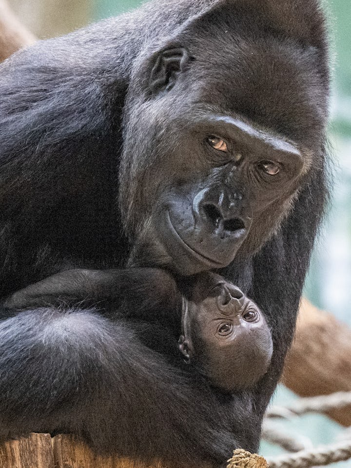 Duni, a western lowland gorilla, holds her 16 days new born as they rest at the Zoo in Prague,on Jan...
