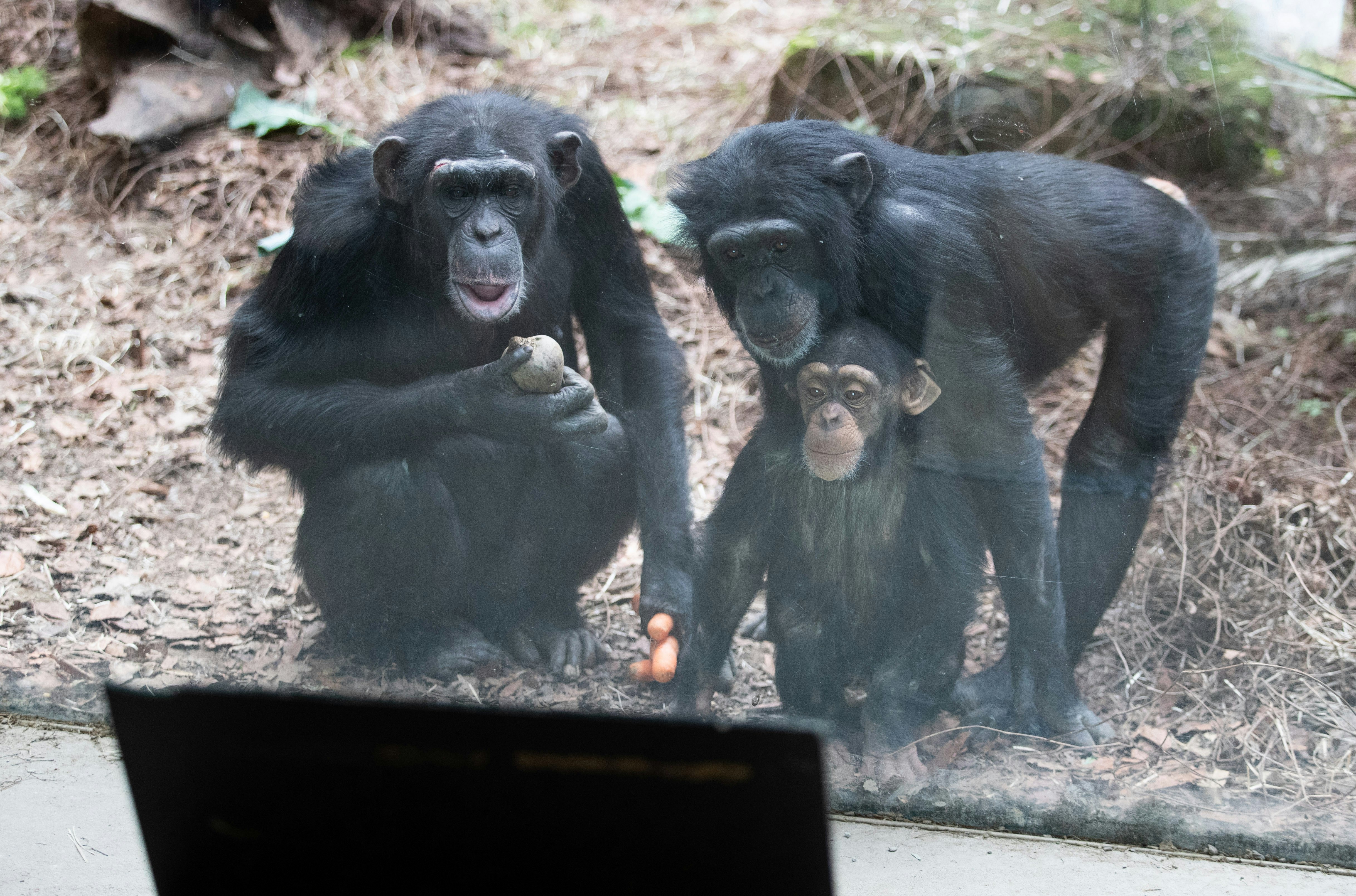 'Kingdom of the Planet of the Apes' Raises the Question: How Intelligent Are Apes?