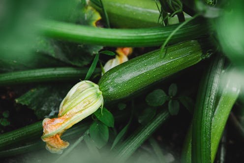 Growing zucchini in the backyard garden. Zucchini flower and zucchini fruit in vegetable garden.