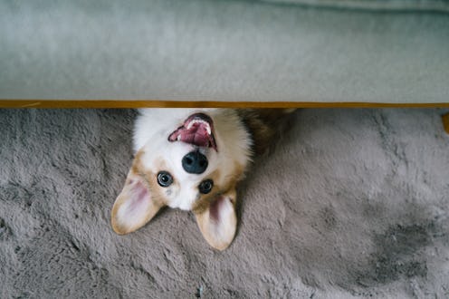 funny pets at home