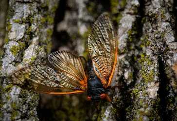 Brood X cicadas in the Danville, Illinois, area on June 10, 2021. (E. Jason Wambsgans/Chicago Tribun...