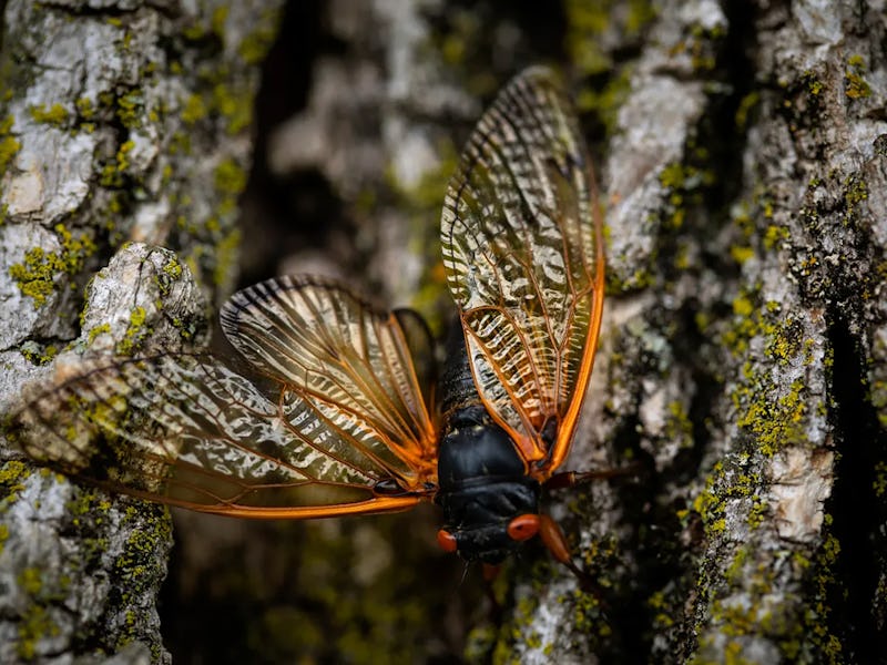 Brood X cicadas in the Danville, Illinois, area on June 10, 2021. (E. Jason Wambsgans/Chicago Tribun...