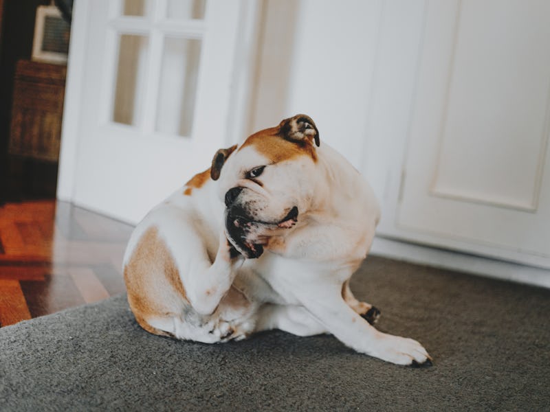 ENGLISH BULLDOG gaining relief from itchy herself with back leg.sitting on carpet at home