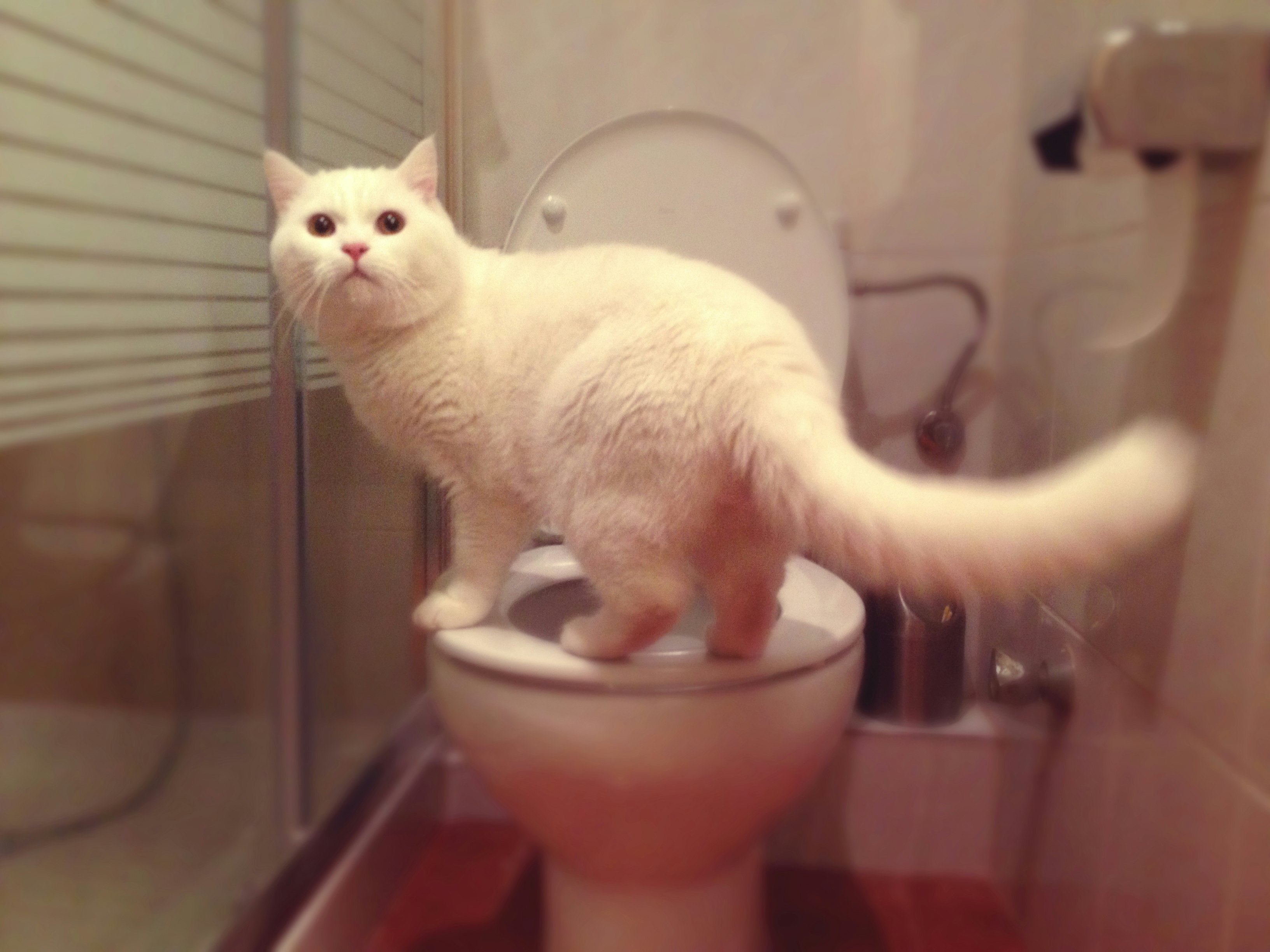 Yes, You Can Train Your Cat to Use the Toilet — But Experts Warn of These Potential Consequences