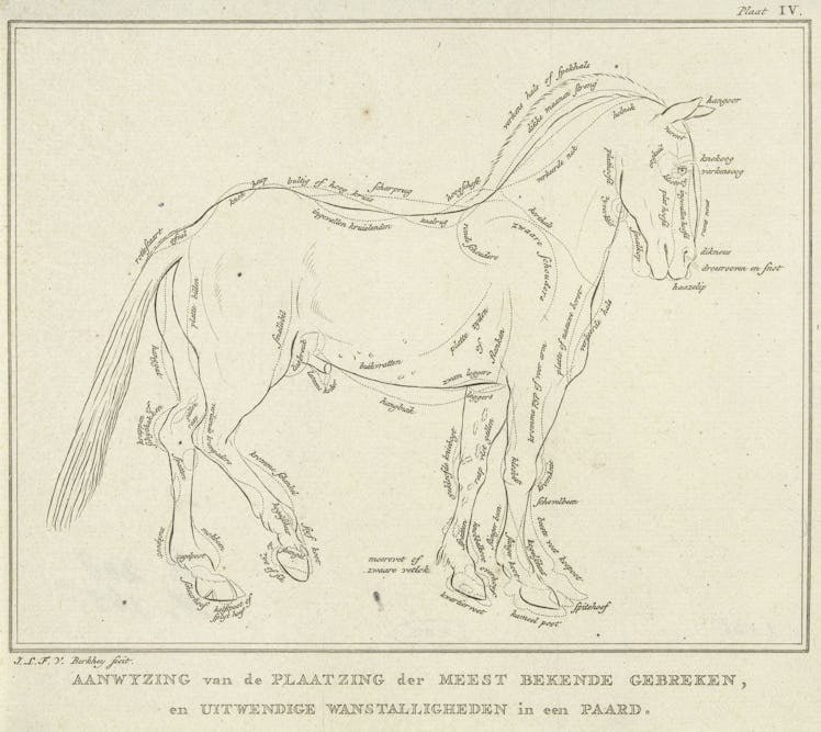 Anatomy of horse with possible defects in physique, Johannes le Francq van Berkhey, 1739 - 1812 (Pho...