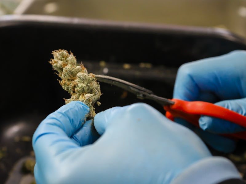 A worker trims cannabis flowers. Photographer: Eva Marie Uzcategui/Bloomberg