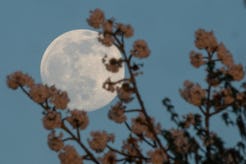 A full moon visible through the silhouette of a tree branch with clusters of small flowers or buds a...
