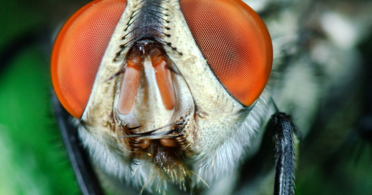 ‘You’ll be Amazed by How Smart Fruit Flies Actually Are in This Brain Simulation’ ‘You’ll be Amazed by How Smart Fruit Flies Actually Are in This Brain Simulation’