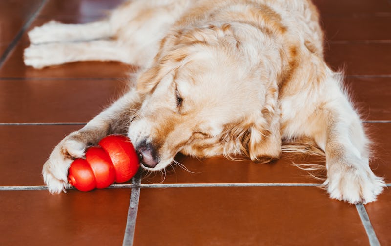 The dog eats frozen banana tongue licking a treat from a special dog toy. Golden retriever holding p...