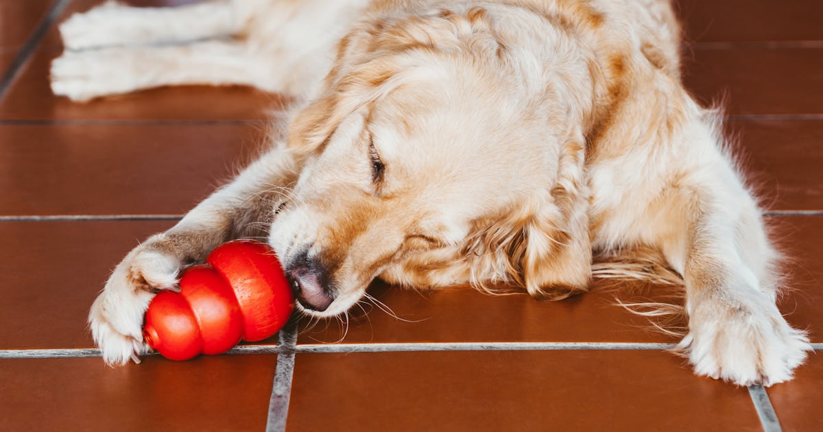 The Truth About CBD for Pets According to Science The Truth About CBD for Pets According to Science