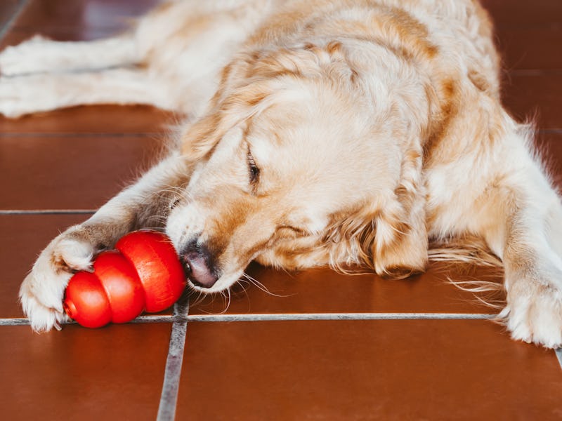 The dog eats frozen banana tongue licking a treat from a special dog toy. Golden retriever holding p...