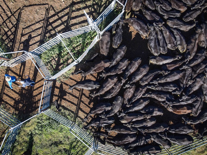 Farmers corral cows into a cattle pen in this aerial photograph taken over a farm in Gunnedah, New S...