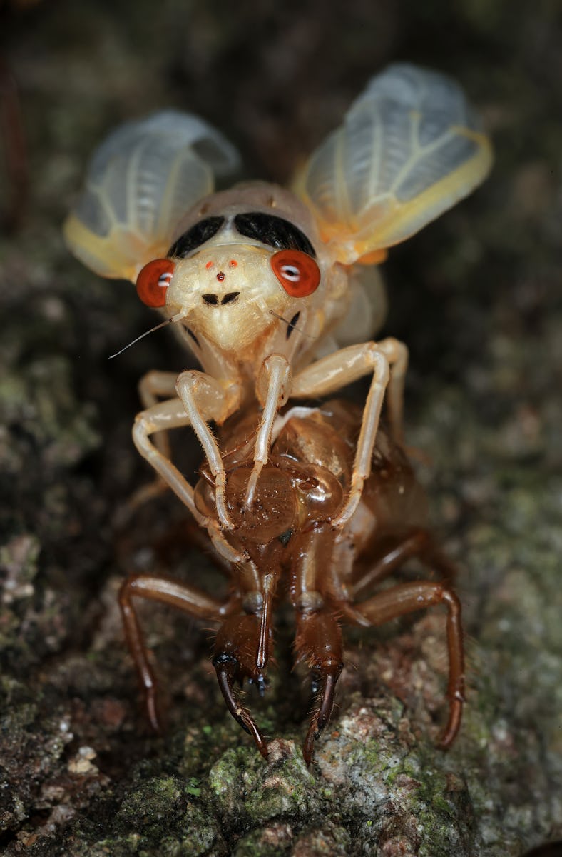 COLUMBIA, MD - JUNE 03: A newly molted periodical cicada in its teneral stage, a member of Brood X, ...