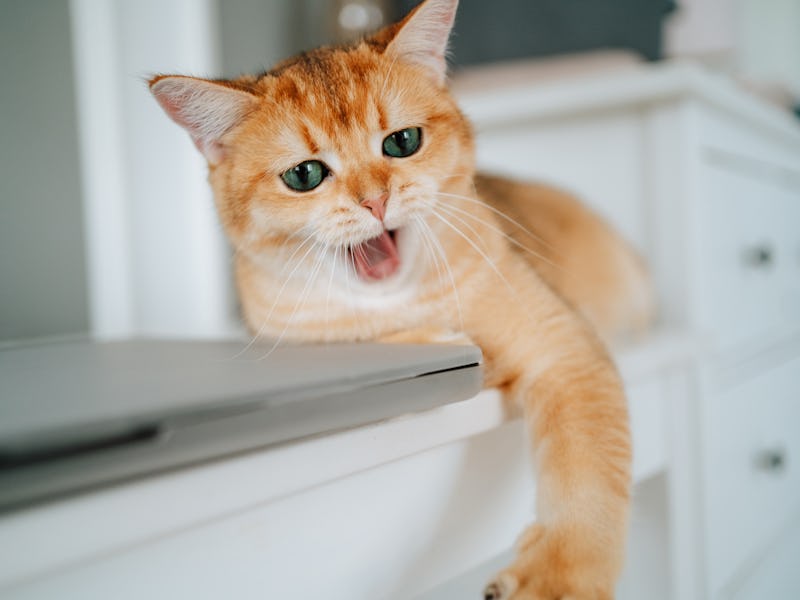 Ginger purebred Scottish Straight Golden Shaded Chinchilla kitten (NY 11) yawning and relaxing on a ...