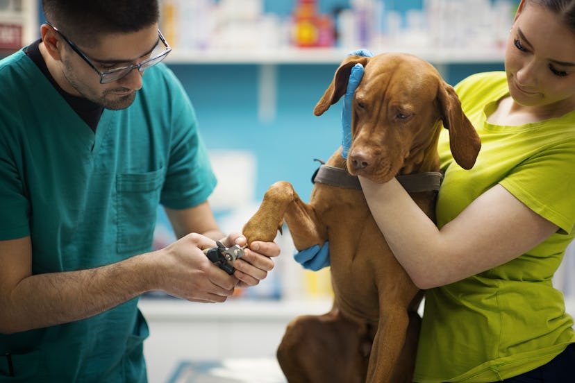 Closeup side view of vet doctors clipping claws of a Hungarian Vizsla dog