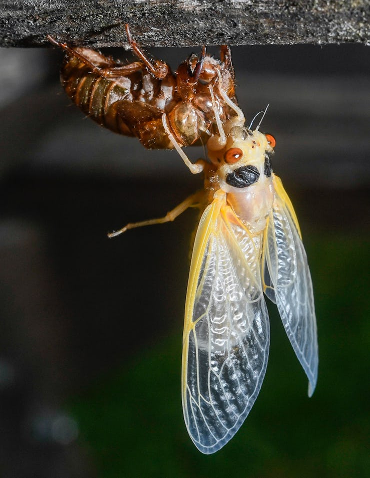 Cumru Twp, PA - May 24: A cicada clings to it's exoskeleton under a picnic table in front of the Nol...