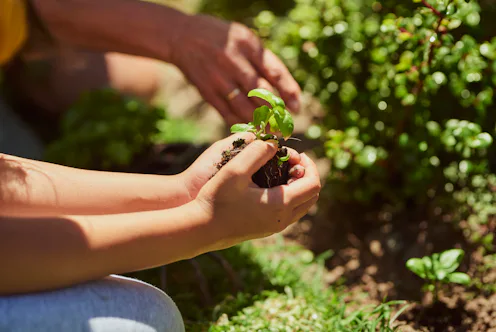 A small child is holding a green sapling in their hands, ready to be planted in the soil. An adult's...
