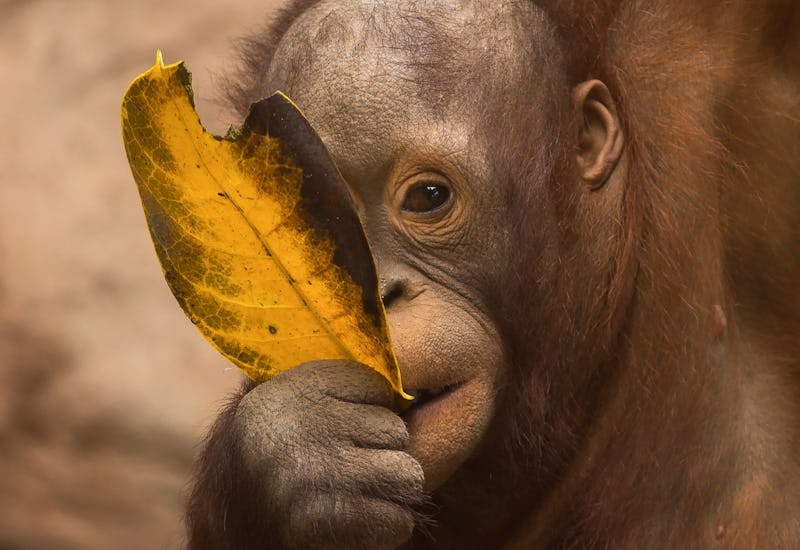 MALAGA, SPAIN - 2021/08/14: A Bornean orangutan baby is seen eating a leaf at its enclosure inside f...