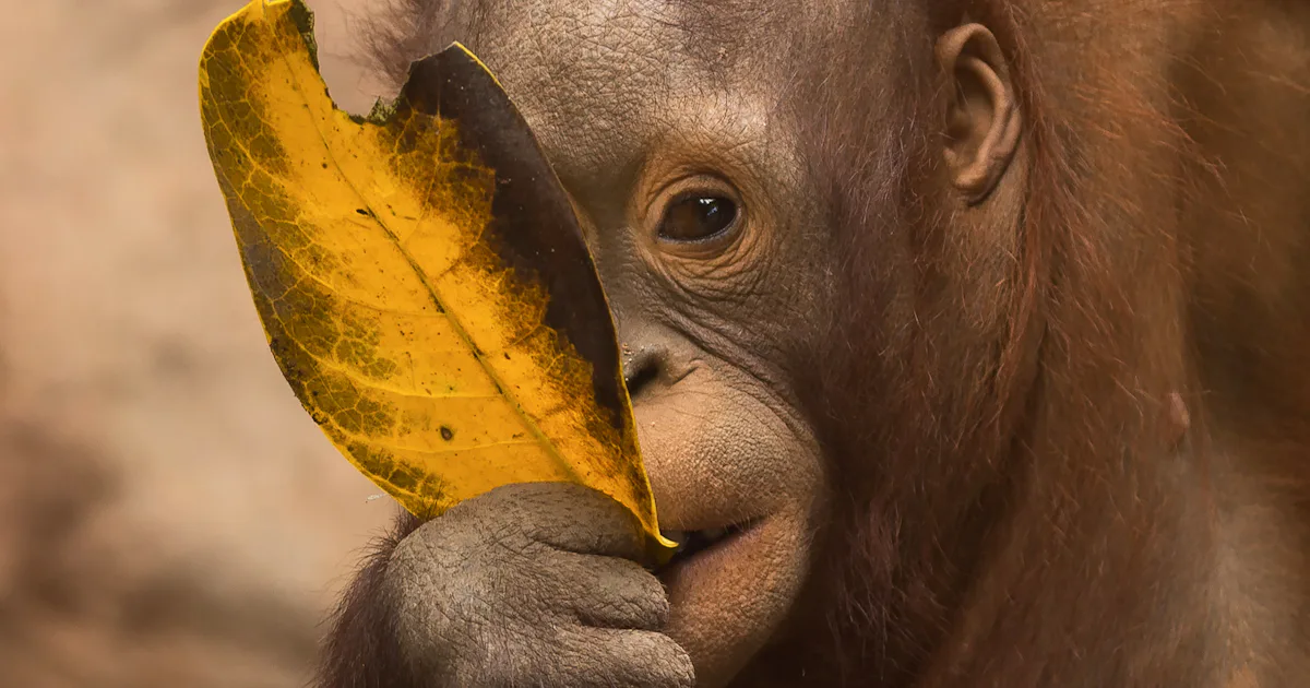 10 Animals That Practice Self Medication The Science Behind Self Medication in Animals