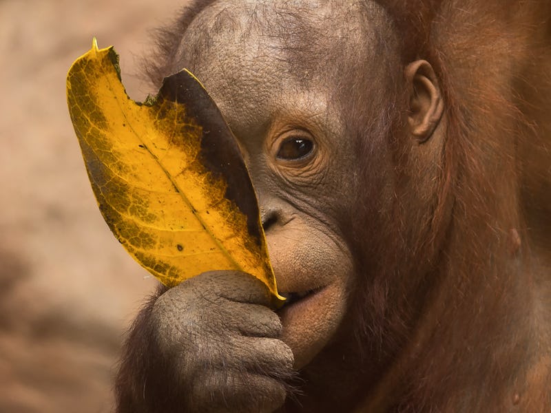 MALAGA, SPAIN - 2021/08/14: A Bornean orangutan baby is seen eating a leaf at its enclosure inside f...