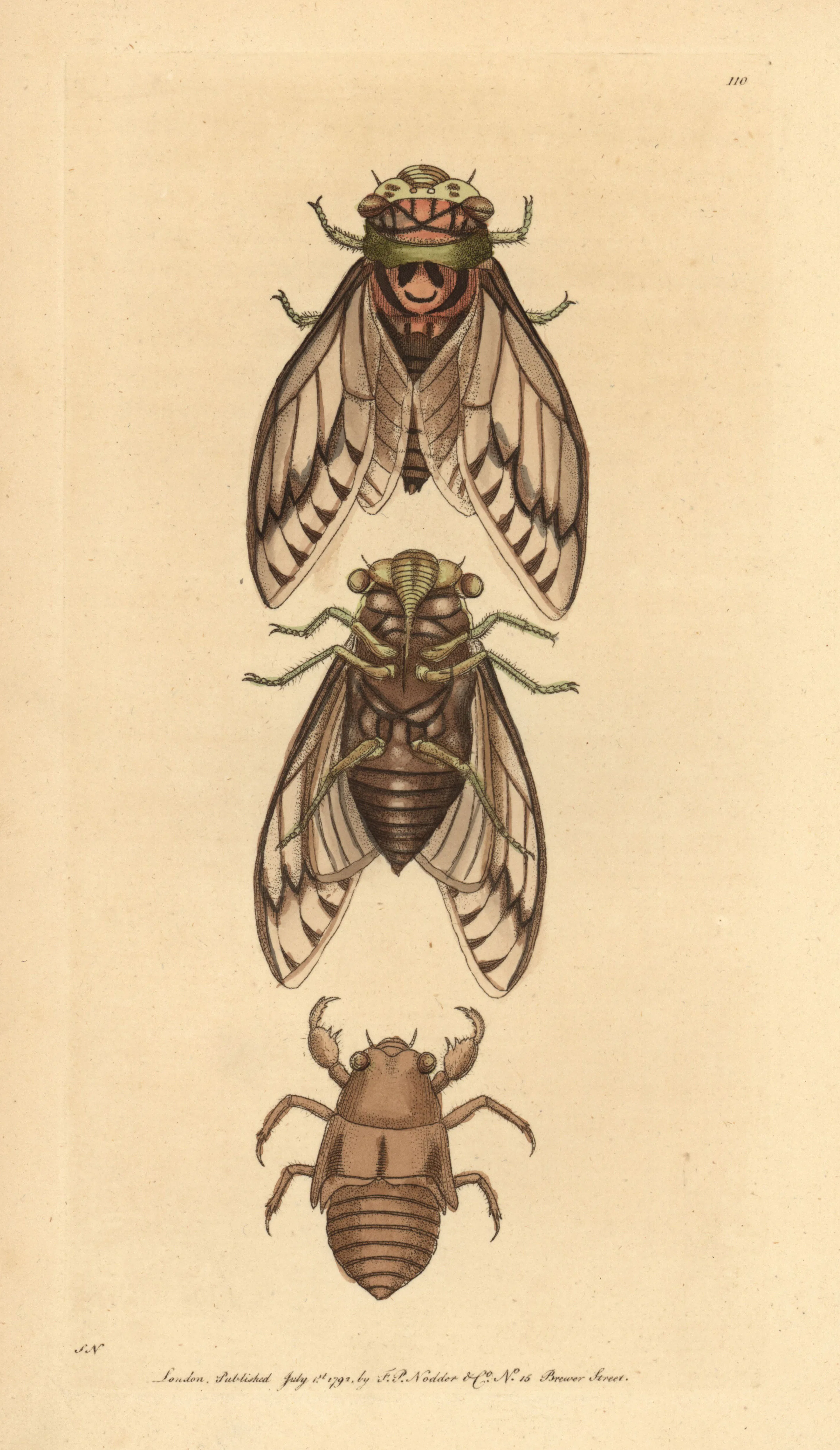 Why The "Sweet" Sound Of Cicadas Have Fascinated Humans For Millennia - Vimarsana News