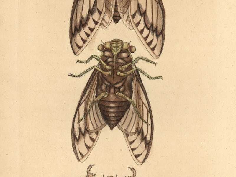 Cicada, Lyristes plebejus. Illustration signed SN (George Shaw and Frederick Nodder). Handcolored co...