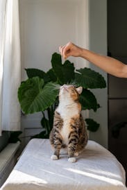 Cat sitting on windowsill against lush Alocasia houseplant looking at food piece in owners hand, kit...