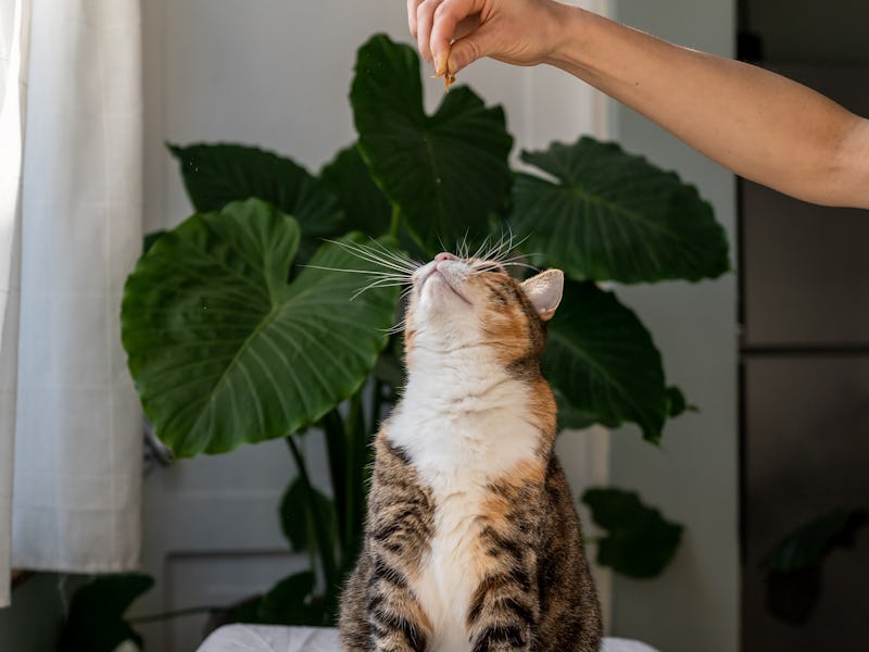 Cat sitting on windowsill against lush Alocasia houseplant looking at food piece in owners hand, kit...