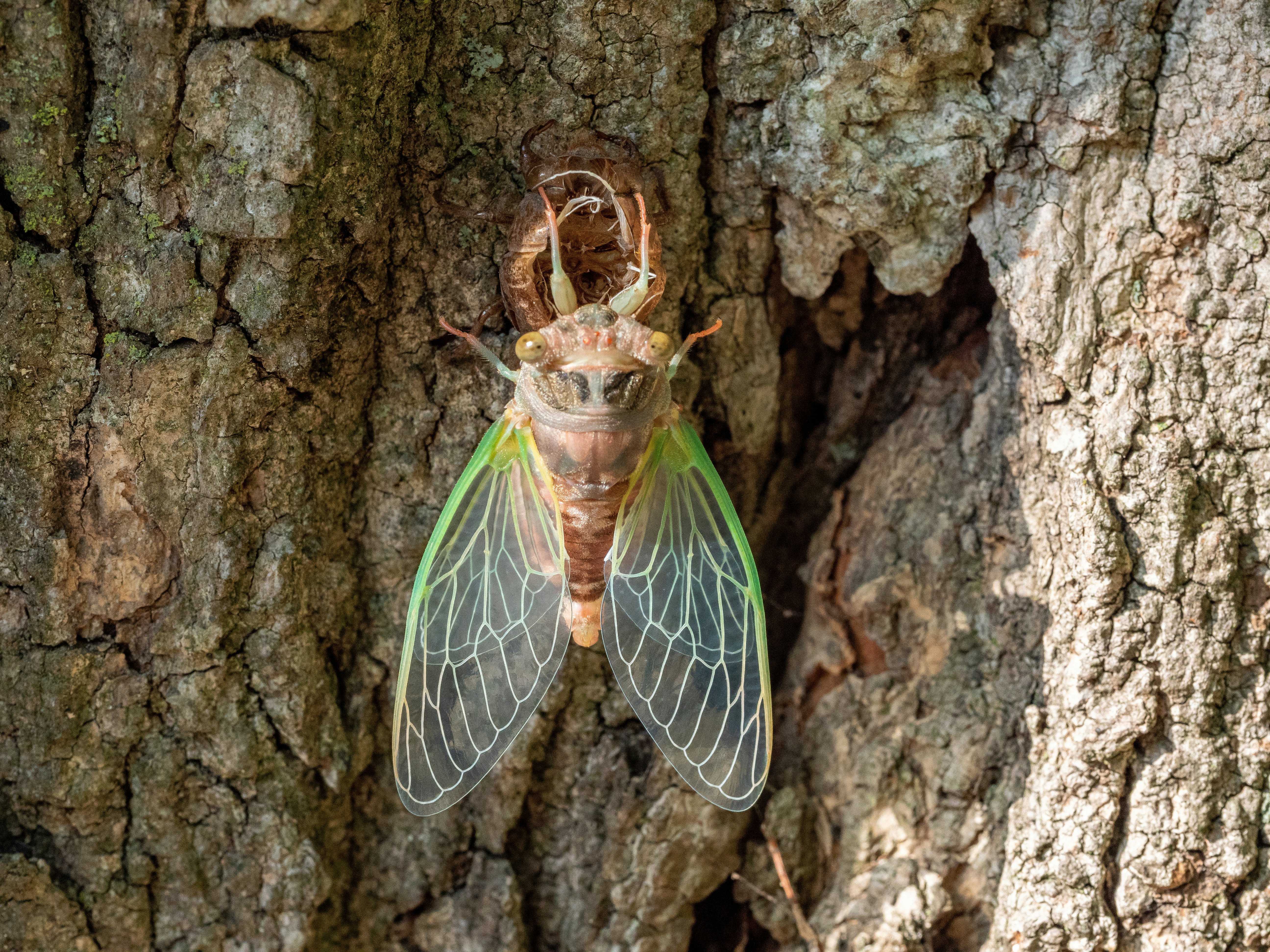  Only Once Every 221 Years: How Scientists Predict This Rare Clash of Cicada Broods Will Go Down