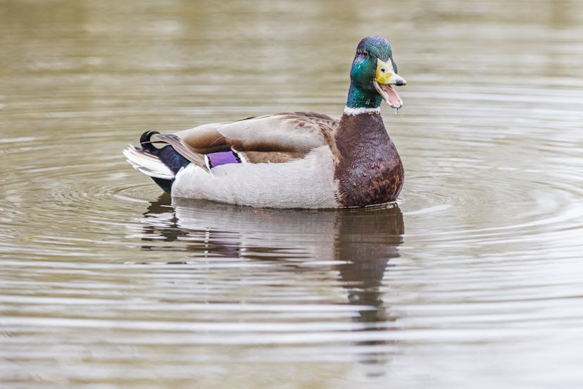 close up of a Close up of a Mallard duck quacking whilst on the water surrounded by circular ripples.