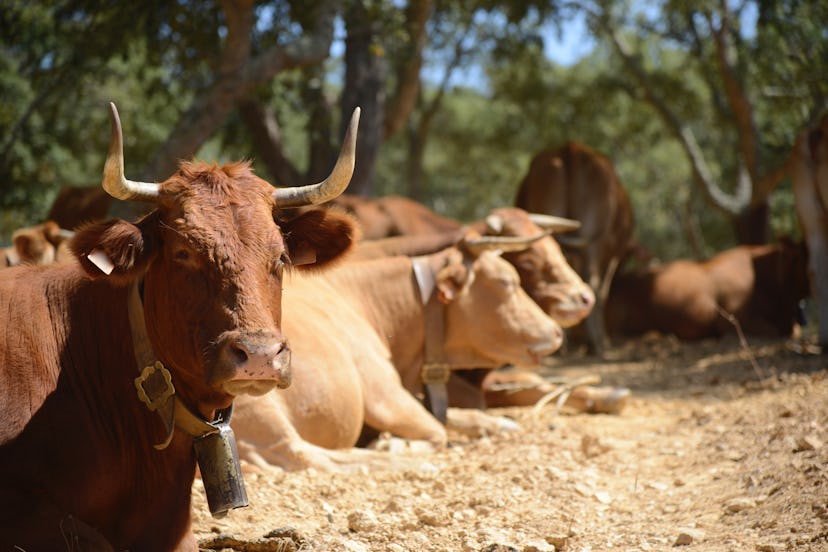 odemira beja parque natural Odemira, Beja, Parque Natural do Sudoeste Alentejano e Costa Vicentina, Odemira, Portugal