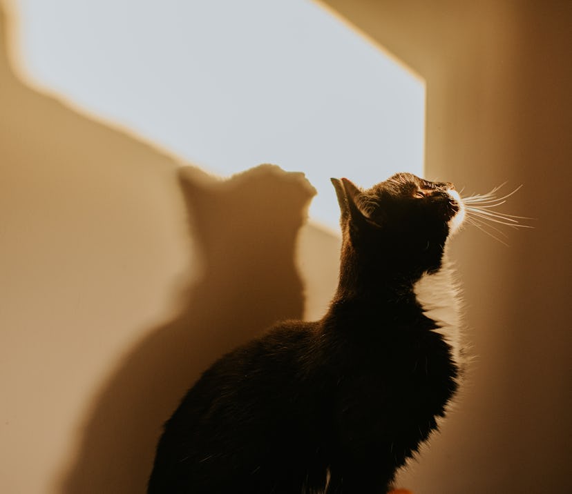 Side profile of a black and white cat with a unique name looking up against a sunny wall indoors.