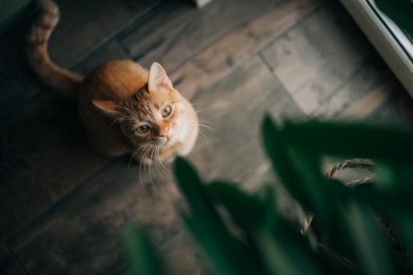 An orange cat with a unique name looks up at the leaves of a house plant.