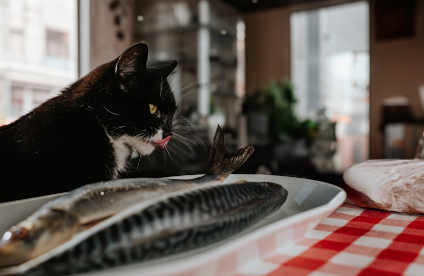 A cat licking her lips above a plate of fish on the dinner table.