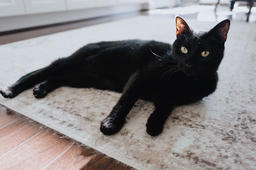 A black cat with a unique name lays on a rug in the kitchen.