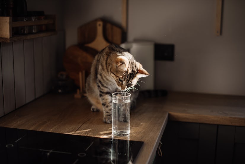 A white and grey cat with a unique name licks water from a water glass on the kitchen counter.
