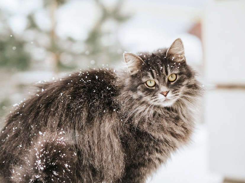 A fluffy grey uniquely named cat sits in the snow outside.