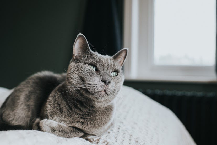 A close up of a uniquely named grey cat with green eyes laying on a bed in front of a window.