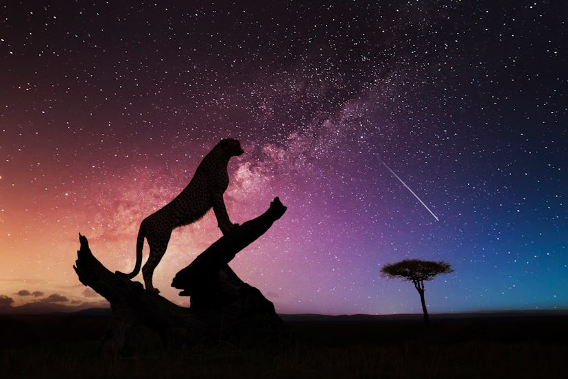 A uniquely named wild cat stands on a branch under a starry sky.