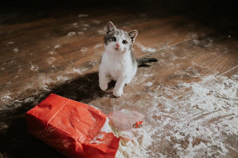 A kitten standing in the middle of a mess of flour on the kitchen floor.