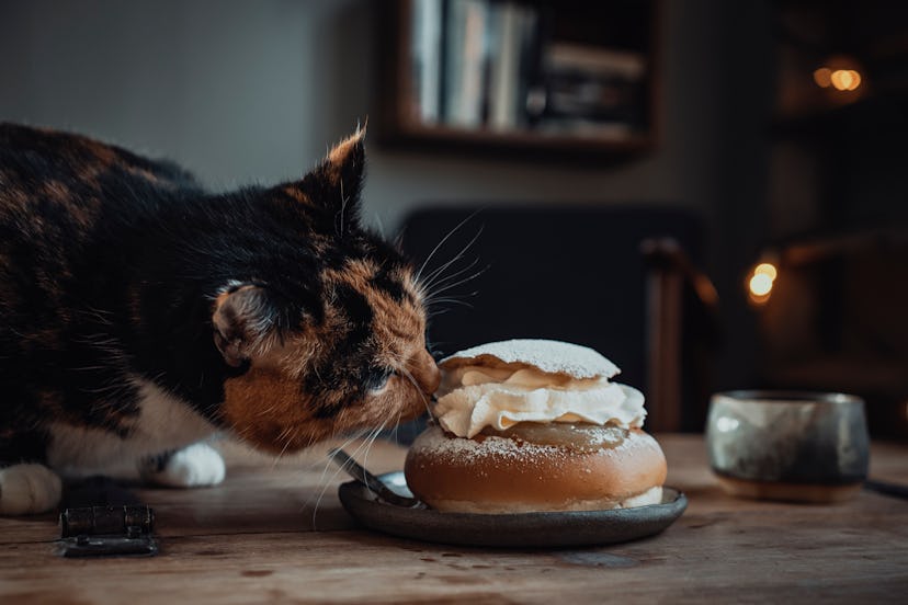 A black, white, and brown cat with a unique name smells a bun on the table.
