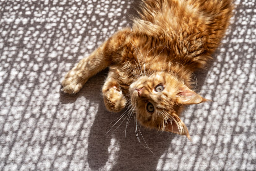 Orange maine coon cat with a unique name lays on the floor in the sunshine and looks up.